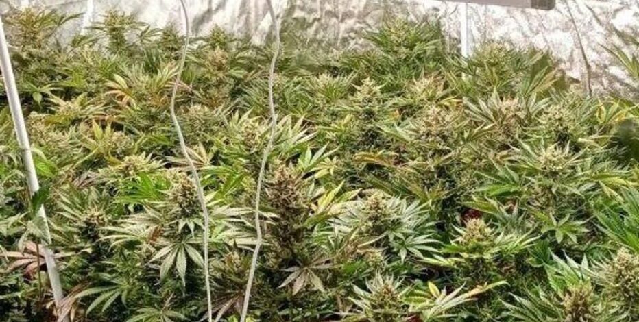 , Essonne : mordu d’agriculture, il cultivait une centaine de plants de cannabis